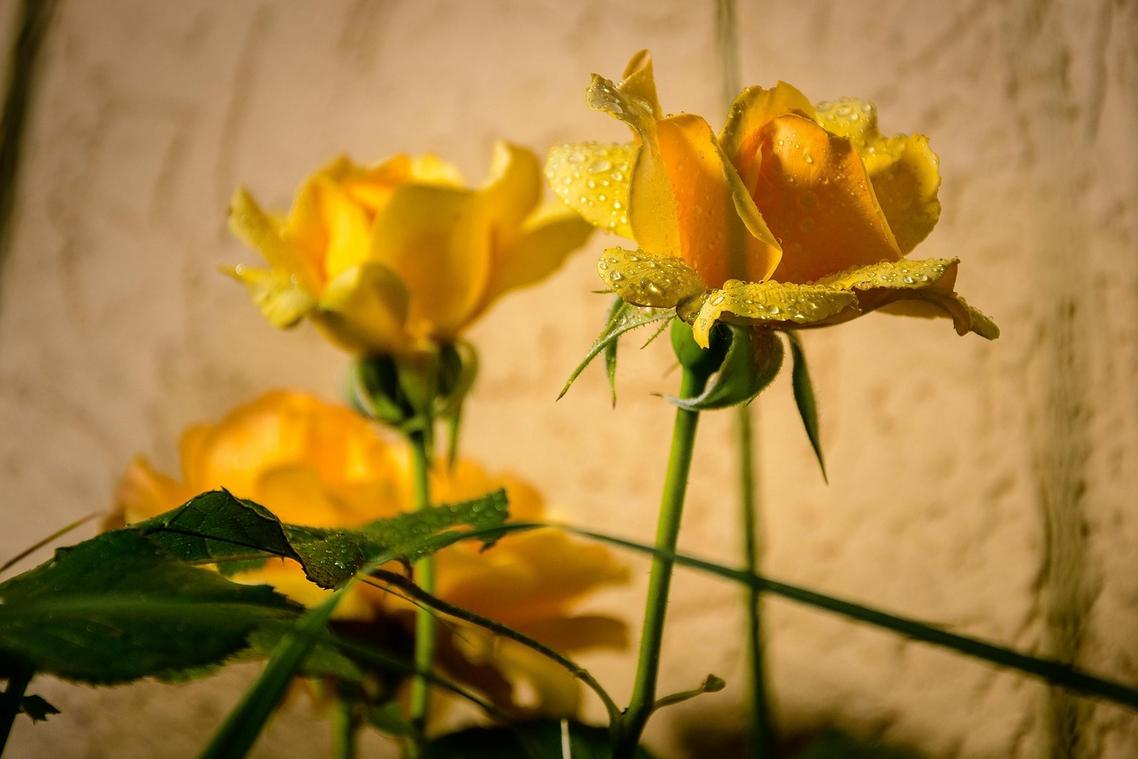 hss interoperability