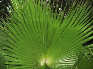 shahrul nizam pelakon